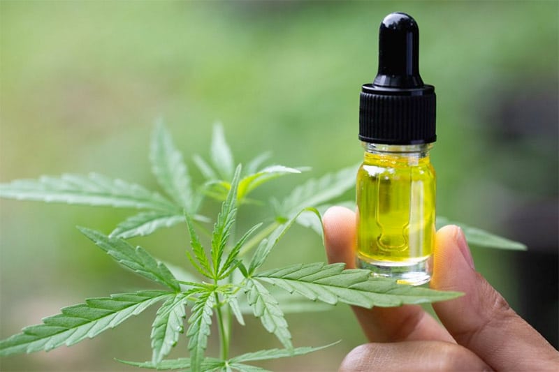 cbd öl